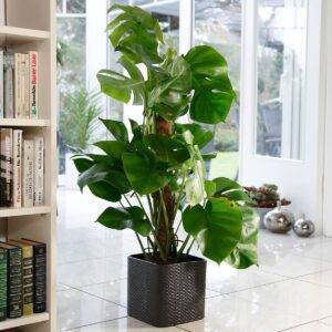 Premium Fensterblatt Monstera am Moosstab, Höhe ca. 100-120 cm