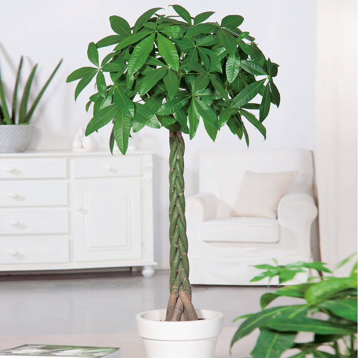 Große Glückskastanie, Höhe ca. 130-140 cm