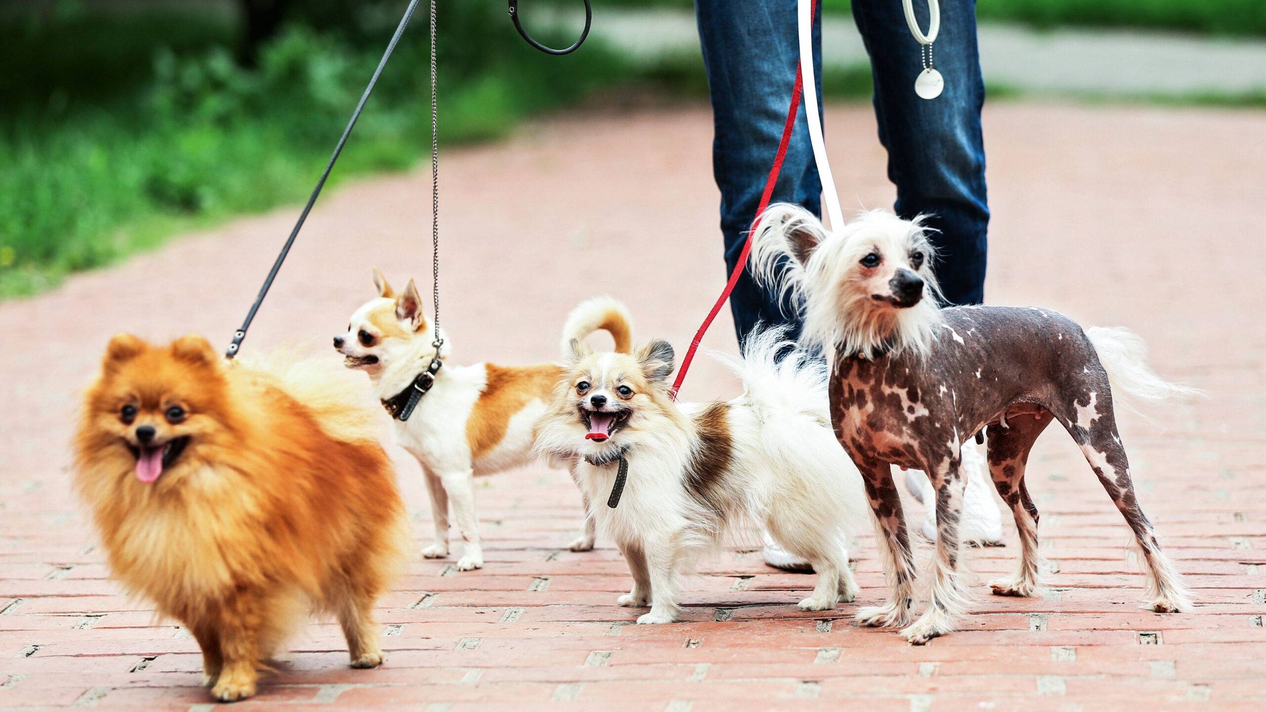 Gassi-Service & Hundetraining – Testpaket 3 Stunden für nur 38 €!